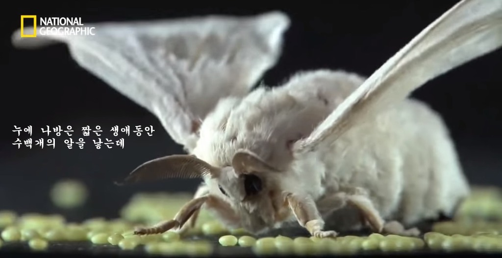 우리가 흔히 먹는 번데기의 삶 | 인스티즈