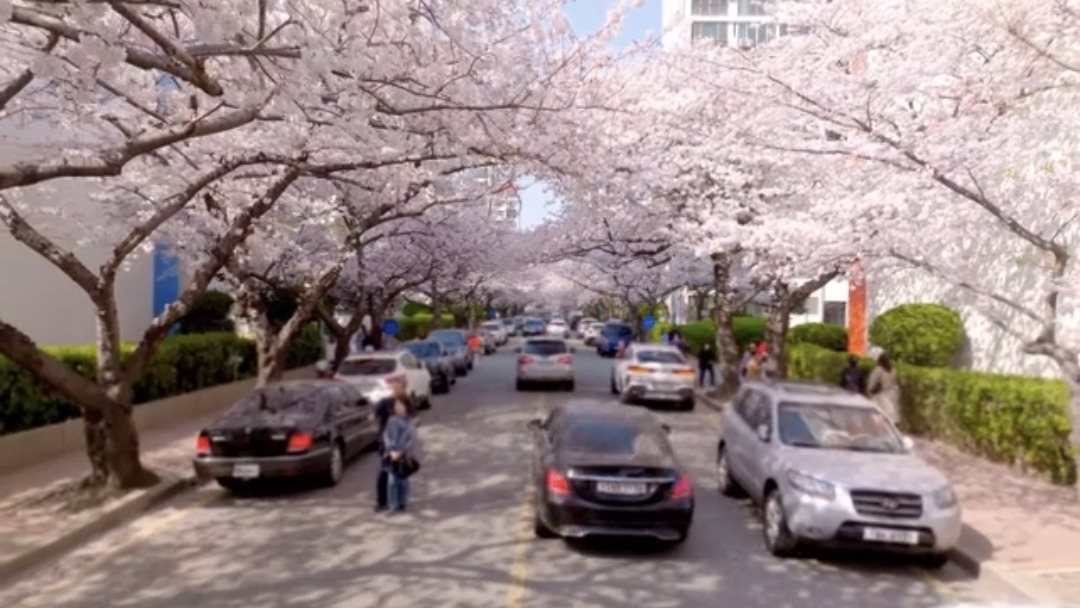 의외의 벚꽃 명소라는 곳들....jpg | 인스티즈