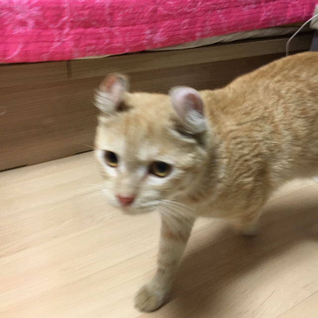 고양이 주인을 찾습니다... | 인스티즈