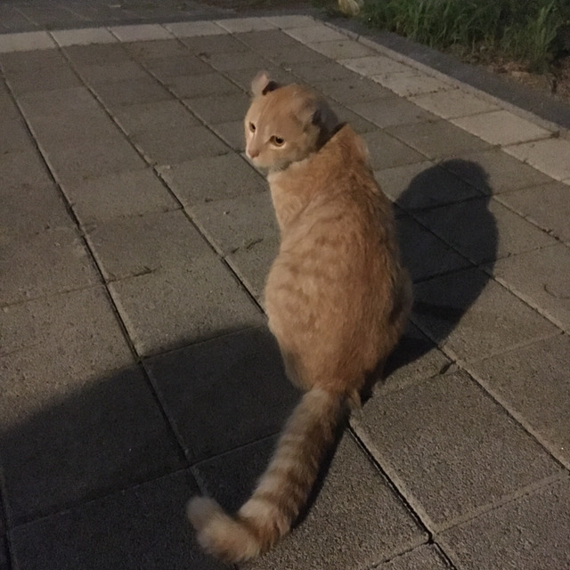 고양이 주인을 찾습니다... | 인스티즈