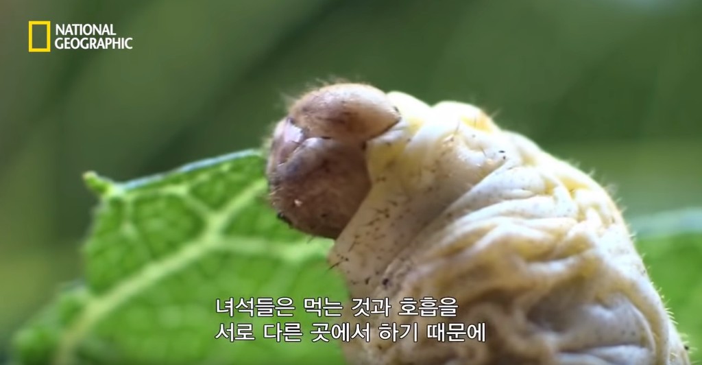 우리가 흔히 먹는 번데기의 삶 | 인스티즈