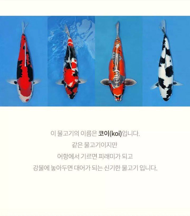 코이의 법칙 | 인스티즈