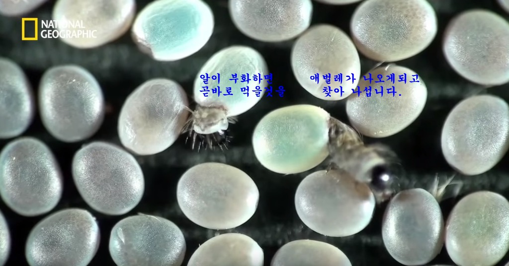 우리가 흔히 먹는 번데기의 삶 | 인스티즈