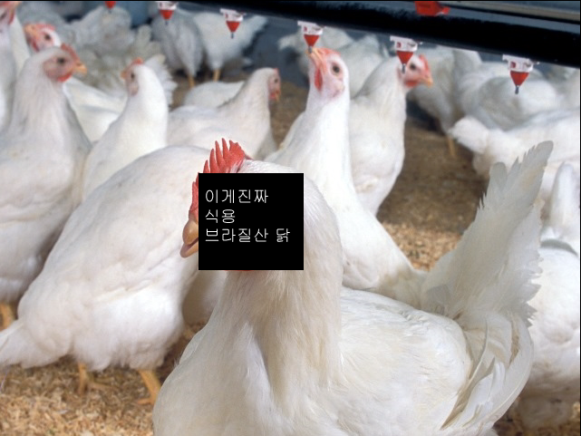 우리가 먹는 브라질산 닭 | 인스티즈