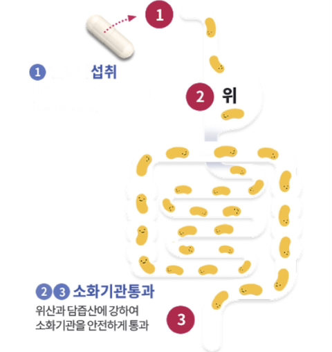 질유산균이 우리의 질에 정착하는 원리 | 인스티즈