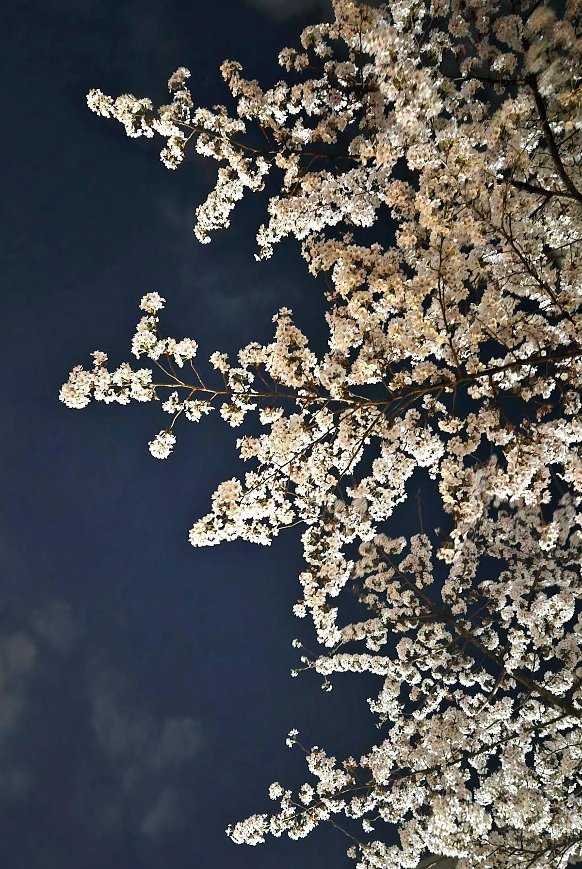 의외의 벚꽃 명소라는 곳들....jpg | 인스티즈