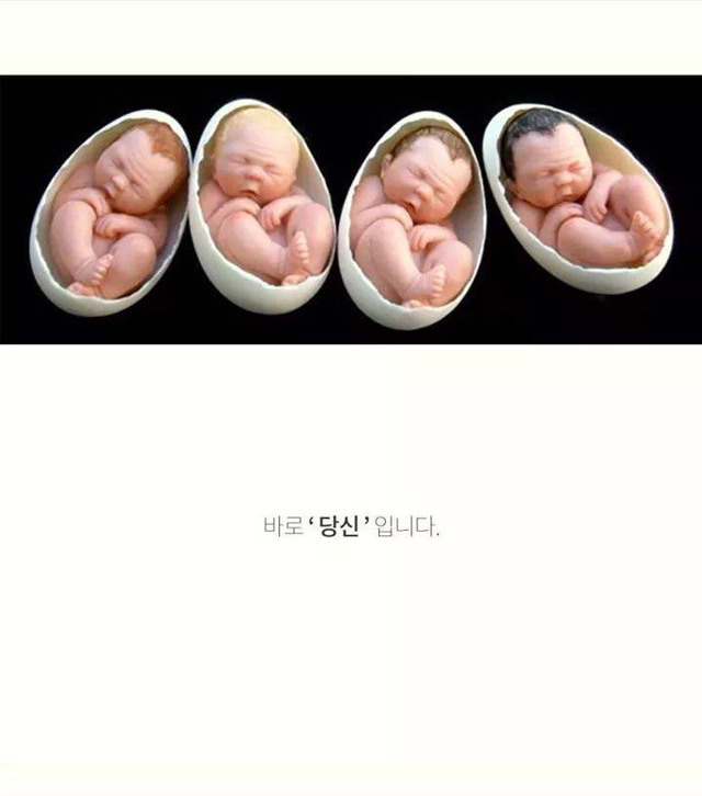 코이의 법칙 | 인스티즈