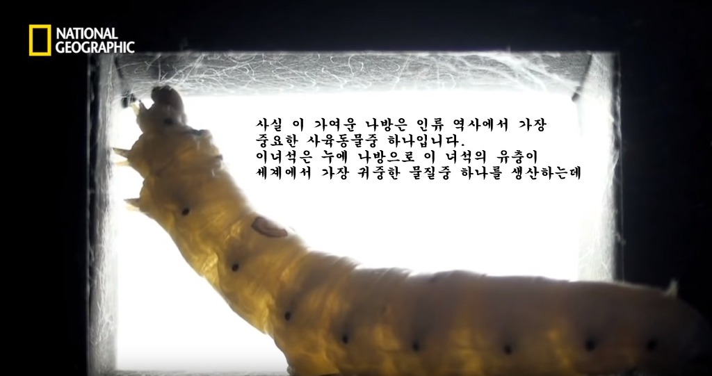 우리가 흔히 먹는 번데기의 삶 | 인스티즈