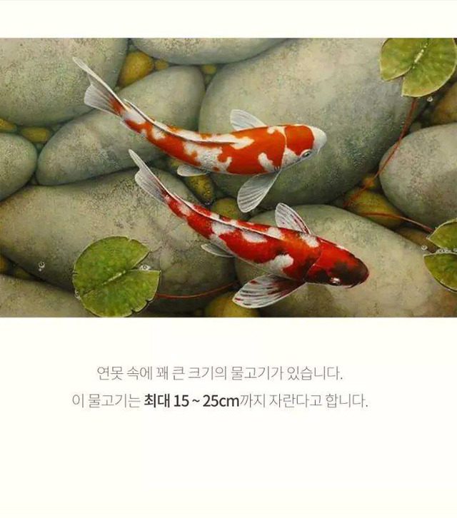 코이의 법칙 | 인스티즈