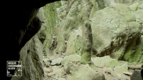 눈표범 (설표).jpg+gif | 인스티즈