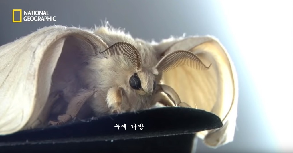 우리가 흔히 먹는 번데기의 삶 | 인스티즈