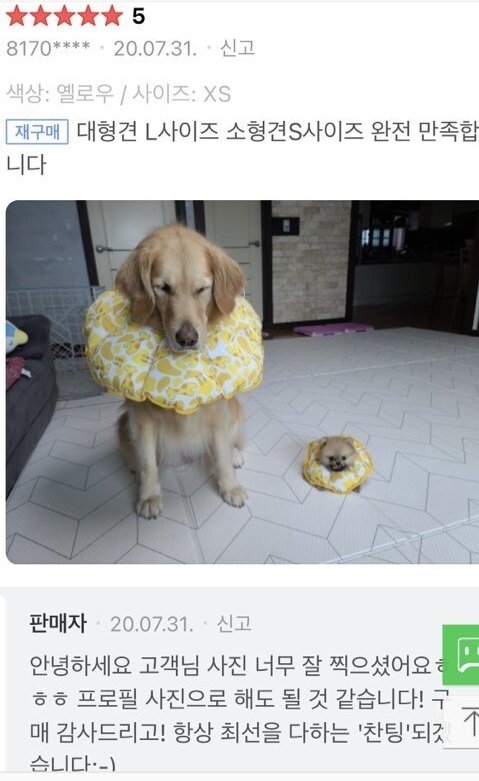 강아지 넥카라 구매 후기라는데 미칠 것 같음... | 인스티즈