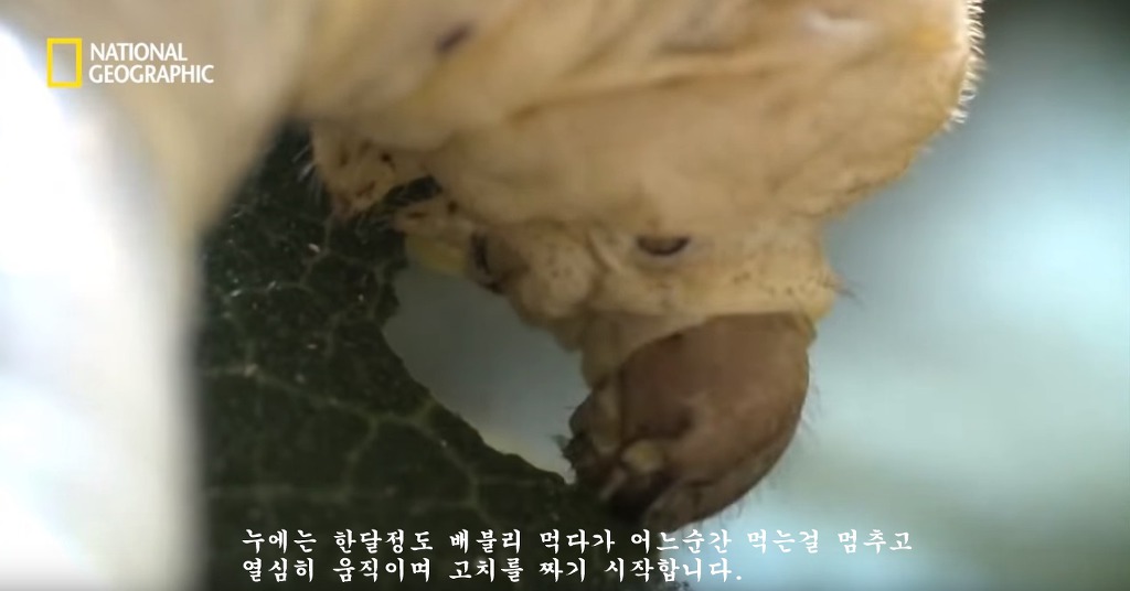 우리가 흔히 먹는 번데기의 삶 | 인스티즈
