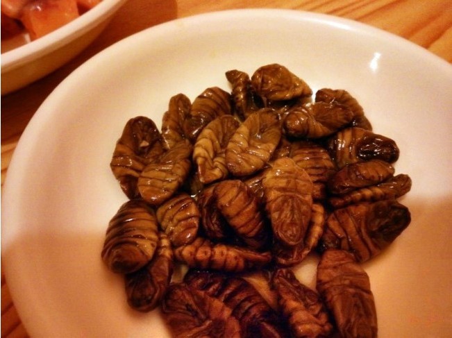 우리가 흔히 먹는 번데기의 삶 | 인스티즈