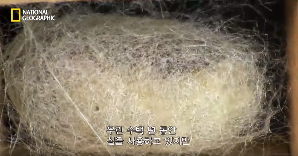우리가 흔히 먹는 번데기의 삶 | 인스티즈