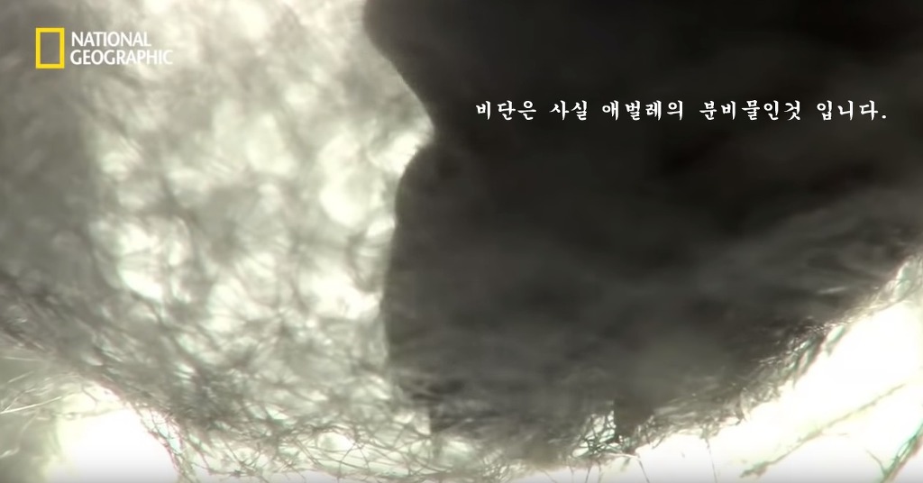 우리가 흔히 먹는 번데기의 삶 | 인스티즈