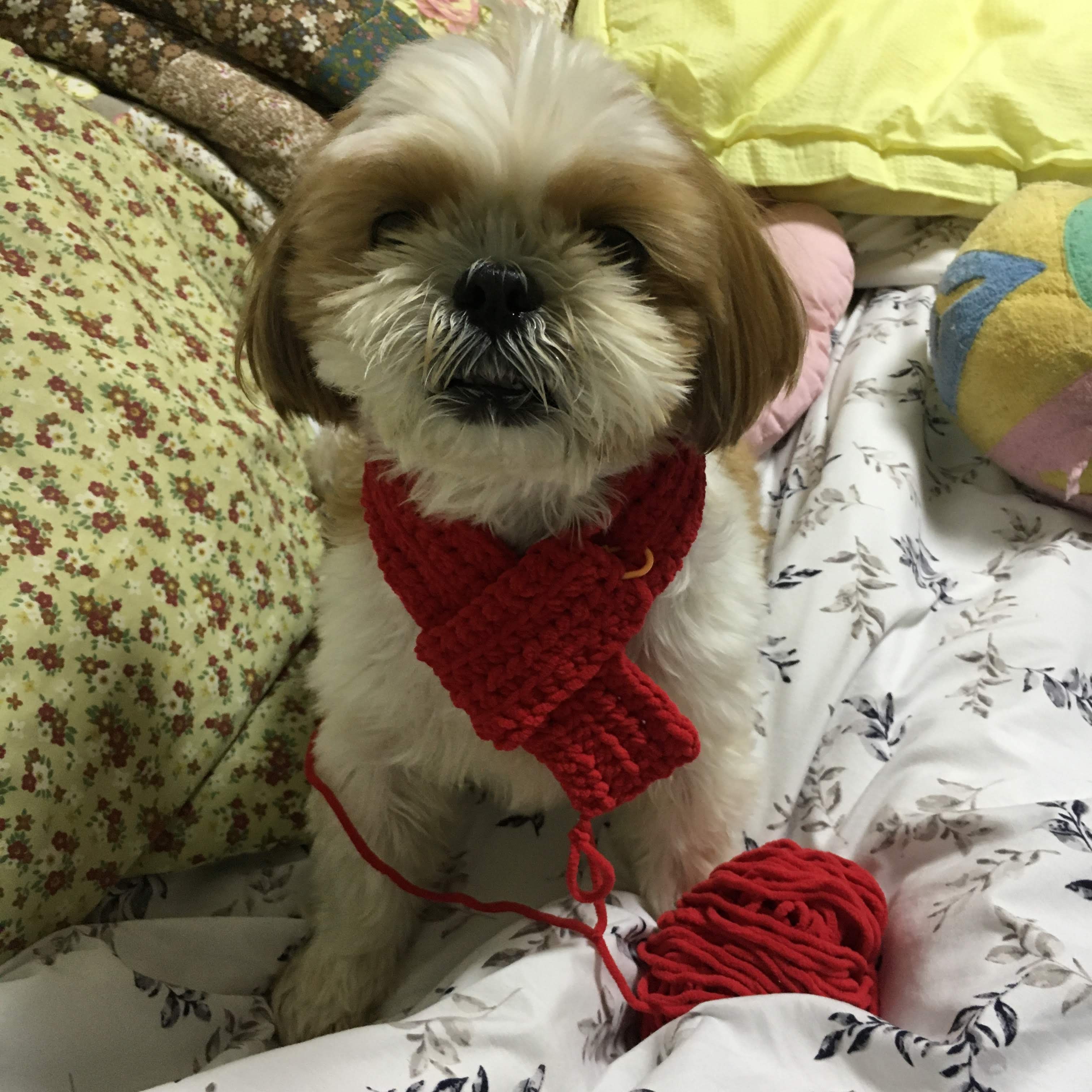 그동안 뜨개질한 강아지 옷..과... 잡다한 것들 | 인스티즈