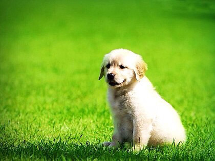 길에 귀여운 강아지,고양이 있을때 나뉘는 친구반응 | 인스티즈