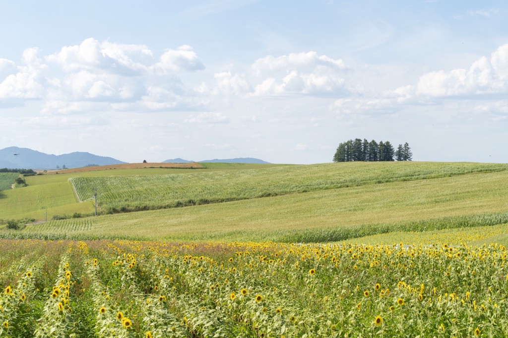 여름 휴가로 갔다온 북해도 사진 | 인스티즈