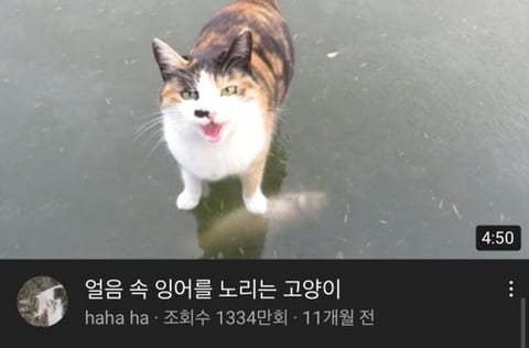 MBTI별 좋아하는 유튜브 재질 | 인스티즈