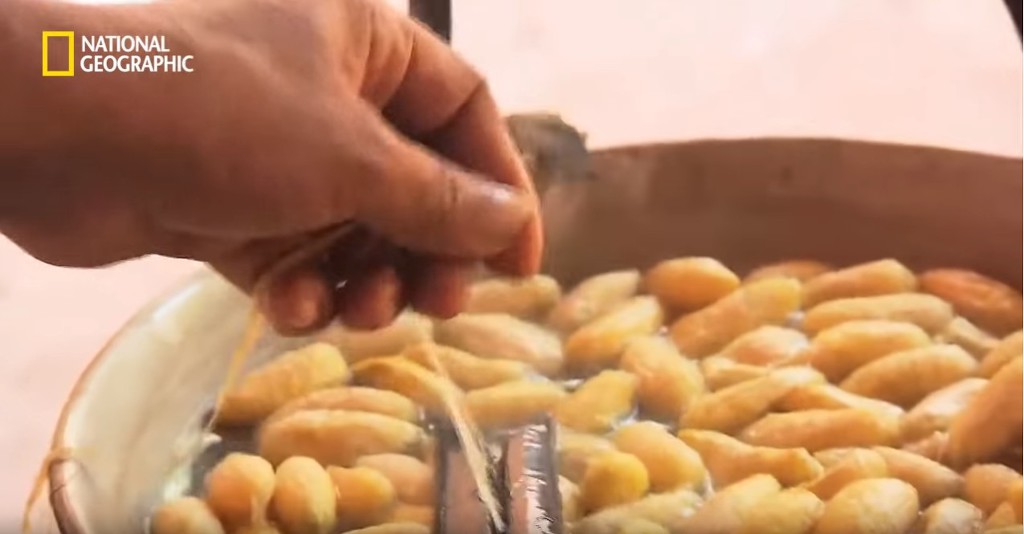 우리가 흔히 먹는 번데기의 삶 | 인스티즈