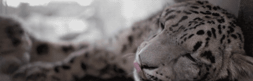 눈표범 (설표).jpg+gif | 인스티즈