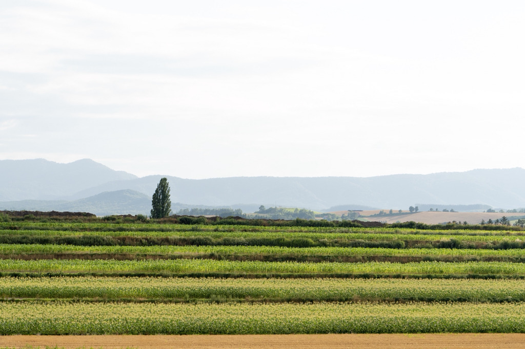 여름 휴가로 갔다온 북해도 사진 | 인스티즈