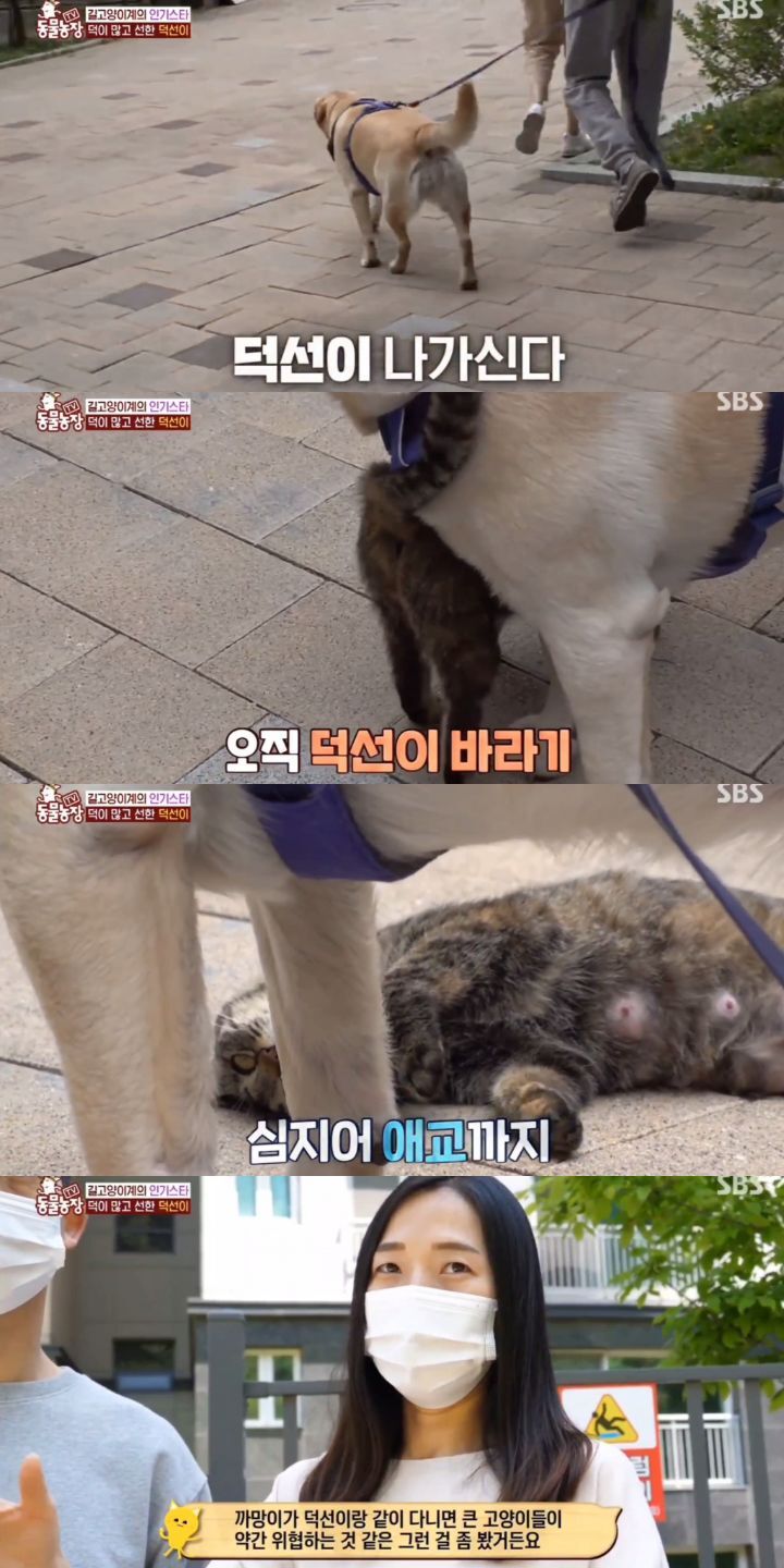 [동물농장] 리트리버에게 푹 빠진 길고양이들.jpg | 인스티즈
