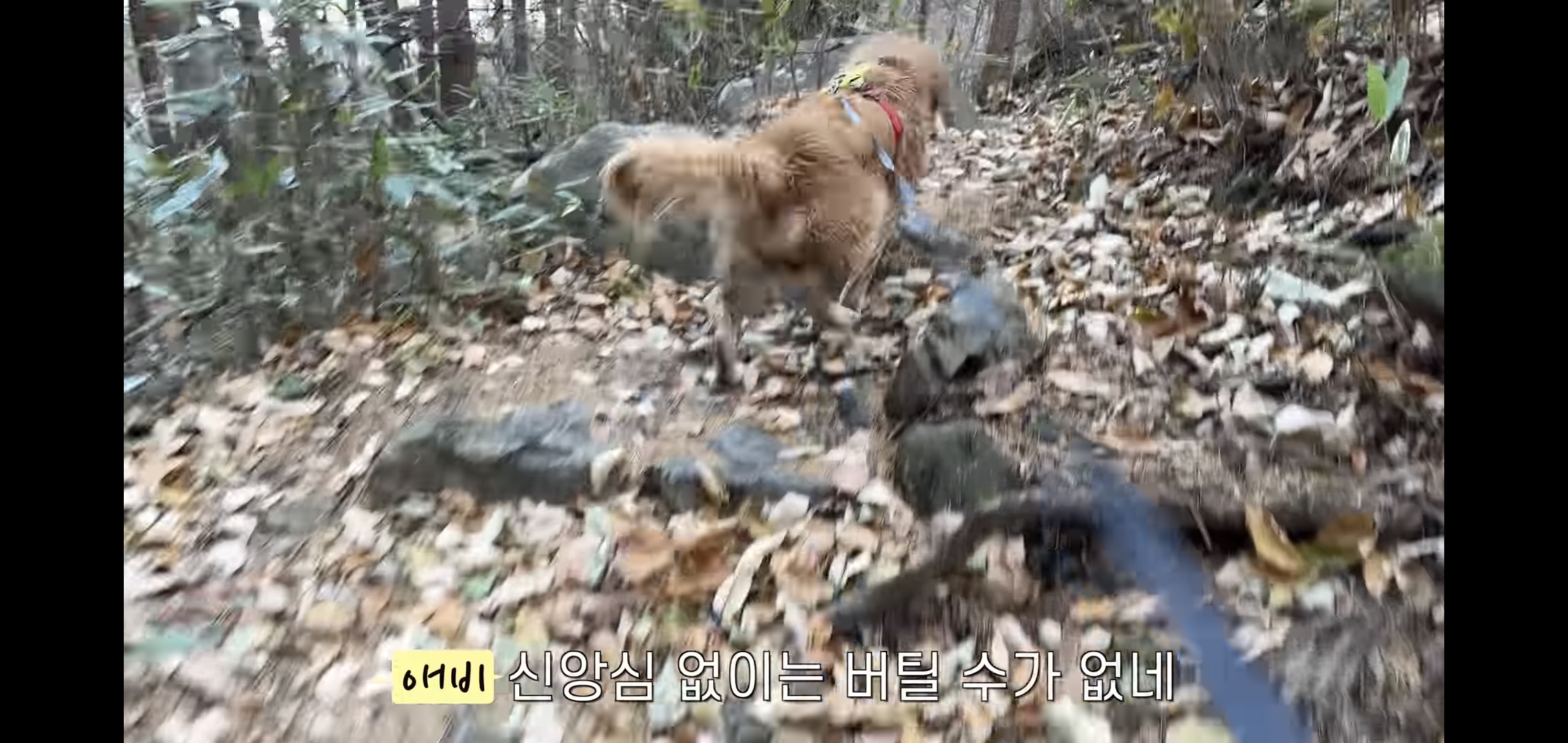 골든리트리버 키우고 싶을 때 보면 생각이 바뀌는 영상 | 인스티즈