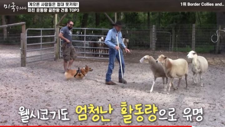 수의사가 말하는 미친 운동량 견종 TOP3 | 인스티즈