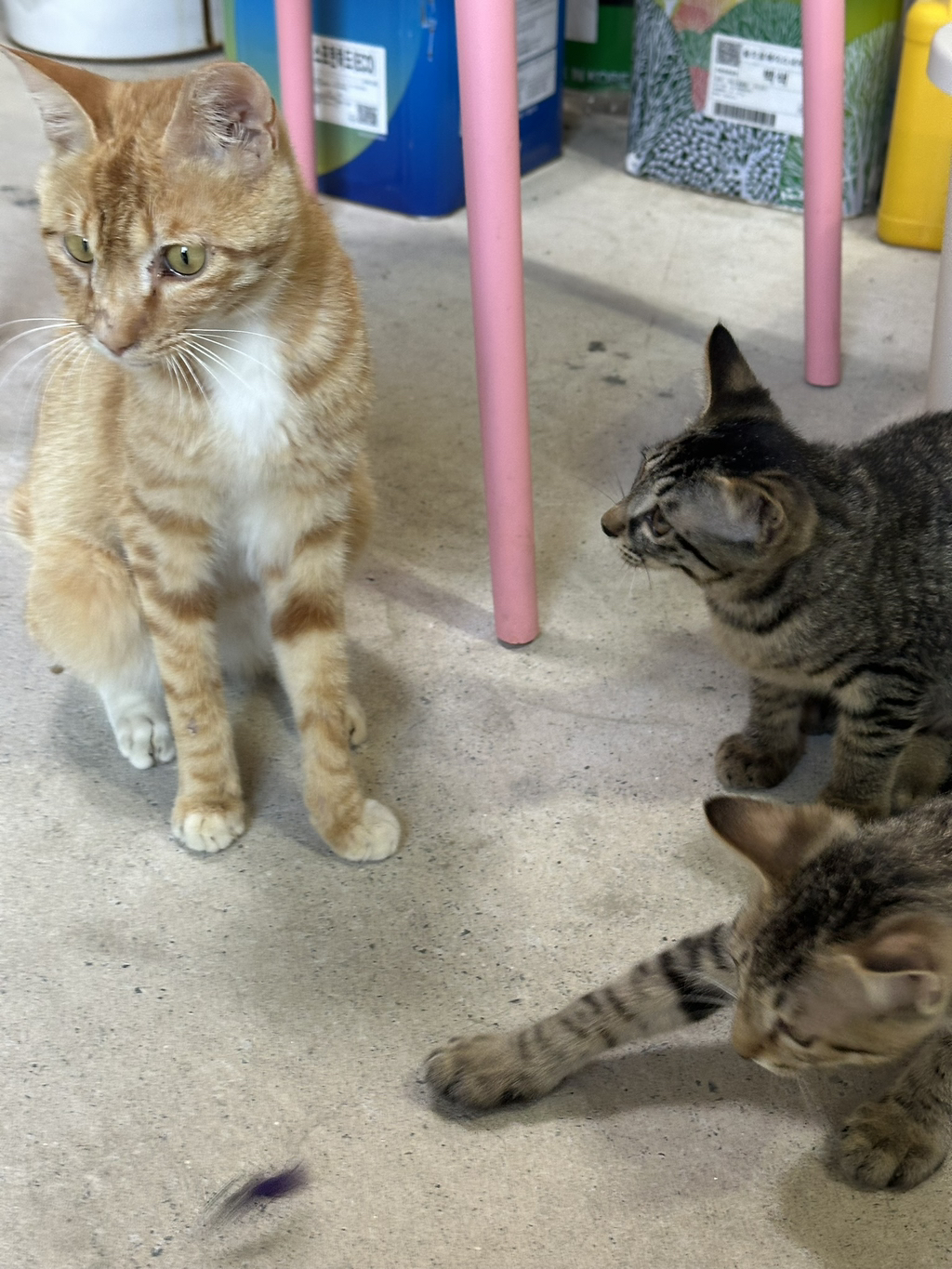 우리집 3냥이 구조전/구조후 비교 | 인스티즈