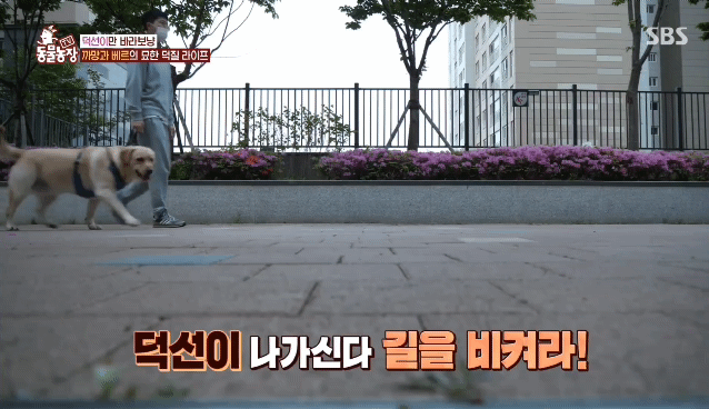 [동물농장] 리트리버에게 푹 빠진 길고양이들.jpg | 인스티즈
