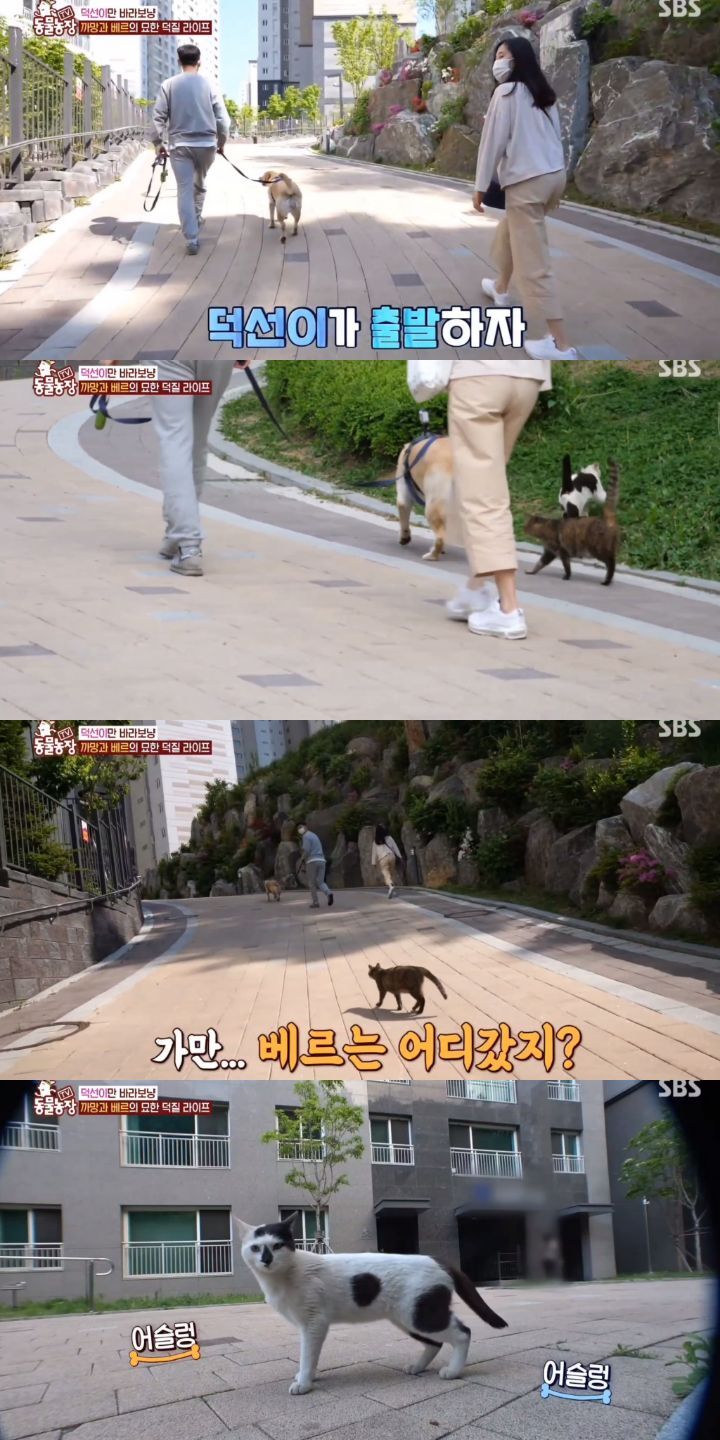 [동물농장] 리트리버에게 푹 빠진 길고양이들.jpg | 인스티즈