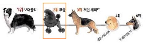 엄청 똑똑한데 자기가 하기 싫고 귀찮은 일은 절대 안하는 견종 甲. jpg | 인스티즈