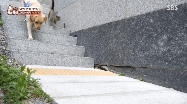 [동물농장] 리트리버에게 푹 빠진 길고양이들.jpg | 인스티즈
