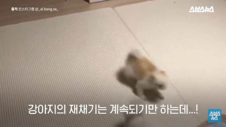강아지가 신이 나면 재채기 하는 이유 | 인스티즈