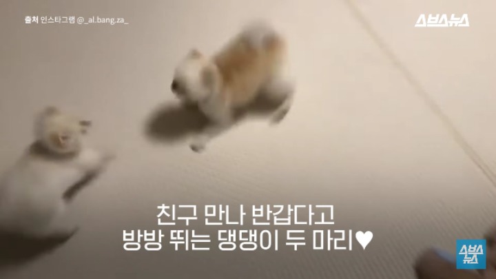 강아지가 신이 나면 재채기 하는 이유 | 인스티즈