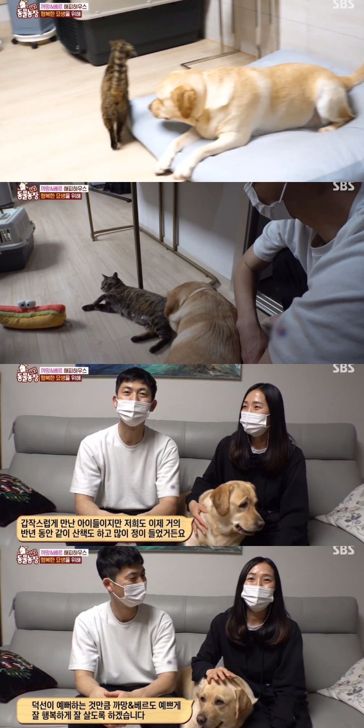 [동물농장] 리트리버에게 푹 빠진 길고양이들.jpg | 인스티즈