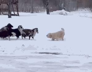 보더콜리 아닌 댕댕이가 양몰이 시도했을때.gif | 인스티즈