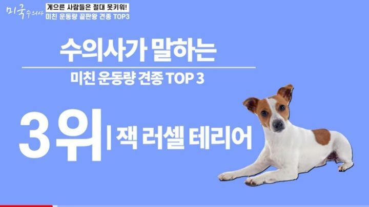 수의사가 말하는 미친 운동량 견종 TOP3 | 인스티즈