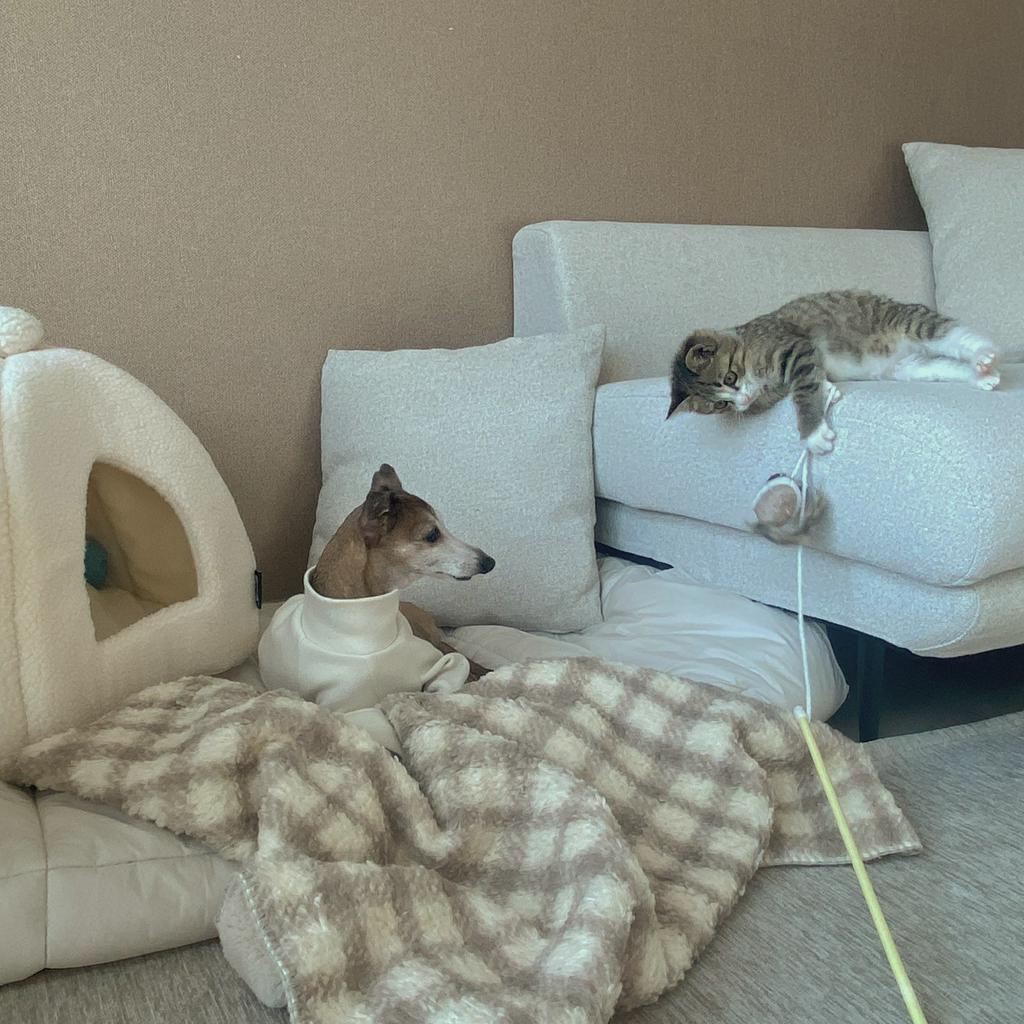 우리집 3냥이 구조전/구조후 비교 | 인스티즈