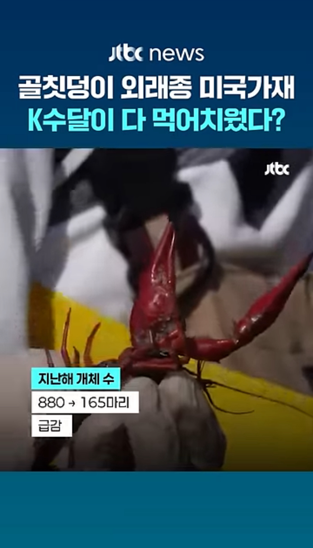 생태계 교란종인 미국가재 씨가 말라가는 중 | 인스티즈