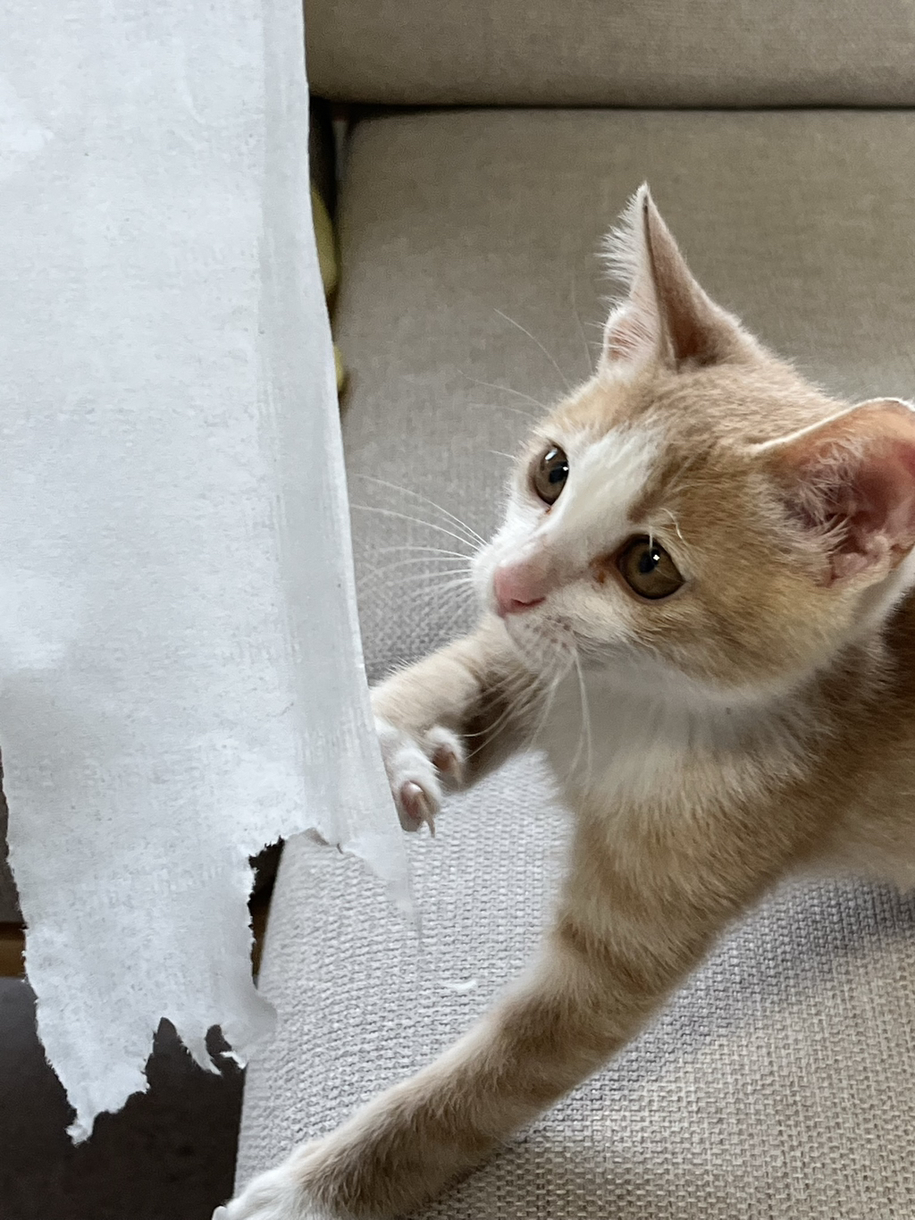 우리집 3냥이 구조전/구조후 비교 | 인스티즈