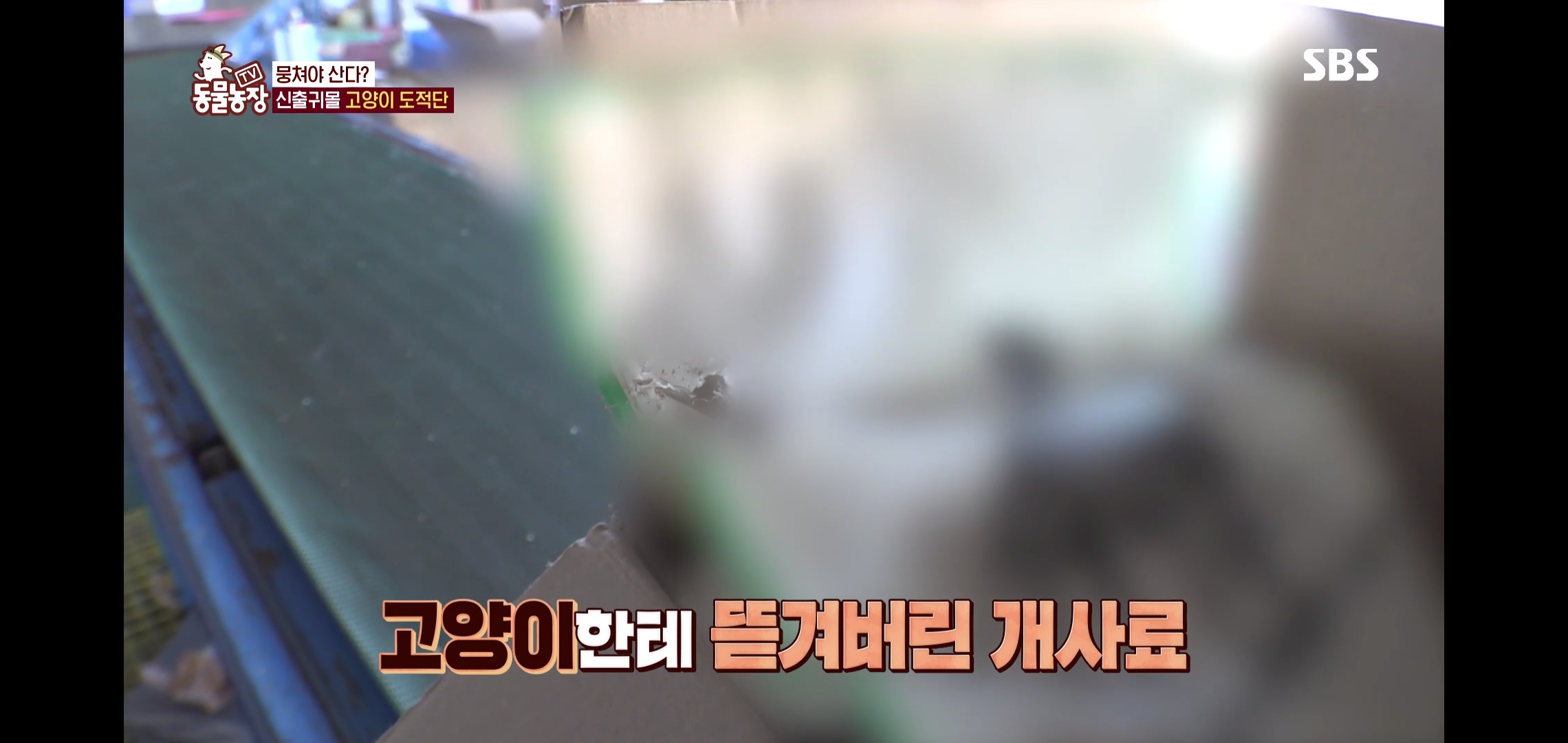 오늘자 동물농장에 나온 100만원 피해 일으킨 진짜 도둑고양이들.jpg | 인스티즈