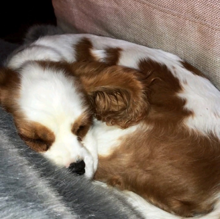 셀레나 고메즈가 키우는 강아지 Charlie gomez | 인스티즈