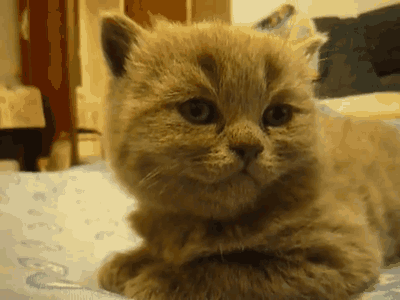 꾸벅꾸벅 조는 고양이들.gif | 인스티즈