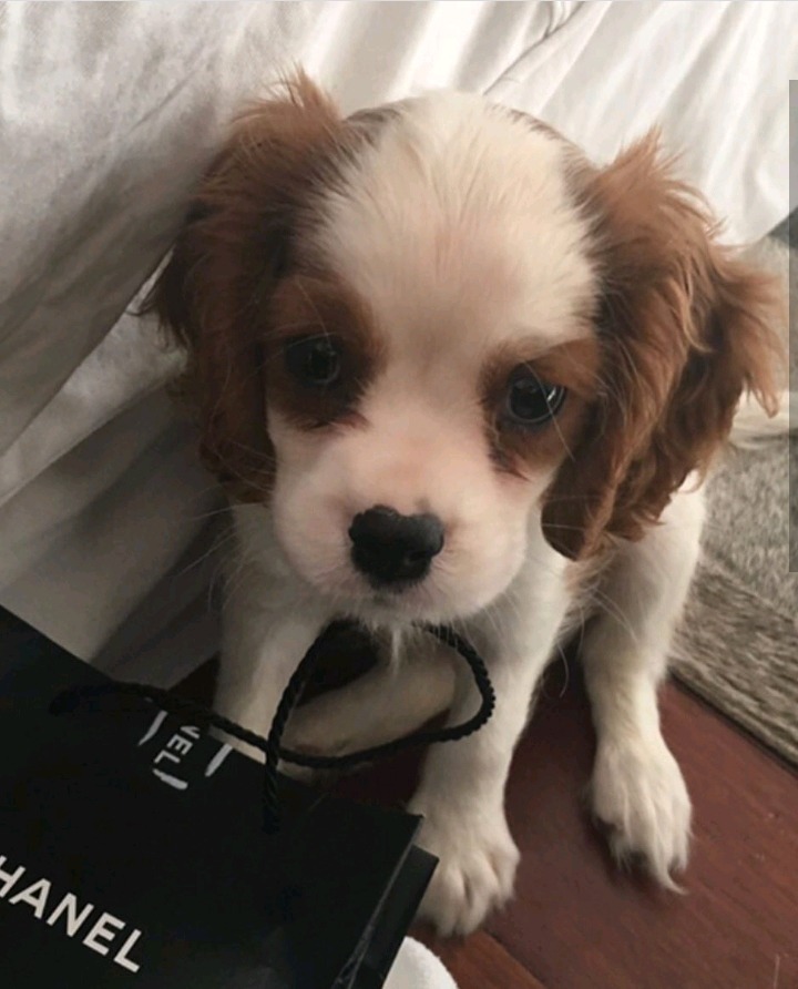 셀레나 고메즈가 키우는 강아지 Charlie gomez | 인스티즈