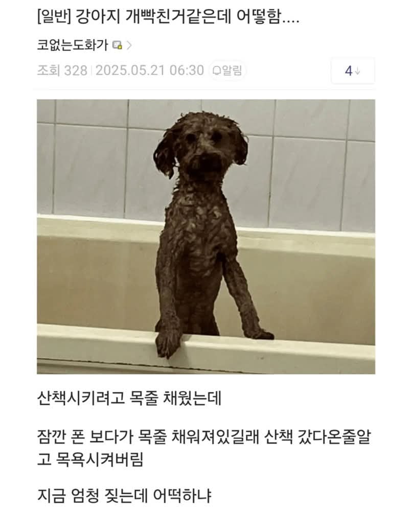 강아지를 개빡치게 만든 ADHD 갤러 | 인스티즈