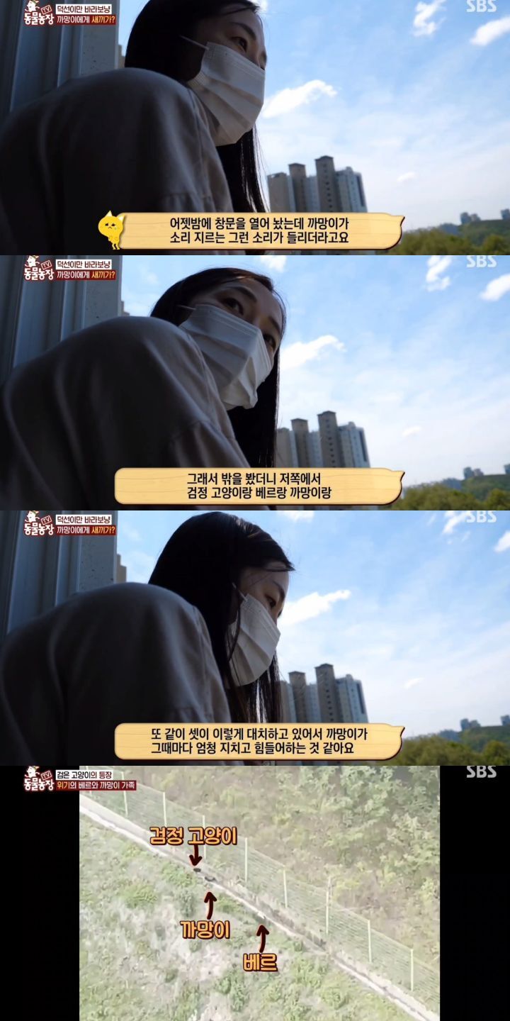 [동물농장] 리트리버에게 푹 빠진 길고양이들.jpg | 인스티즈