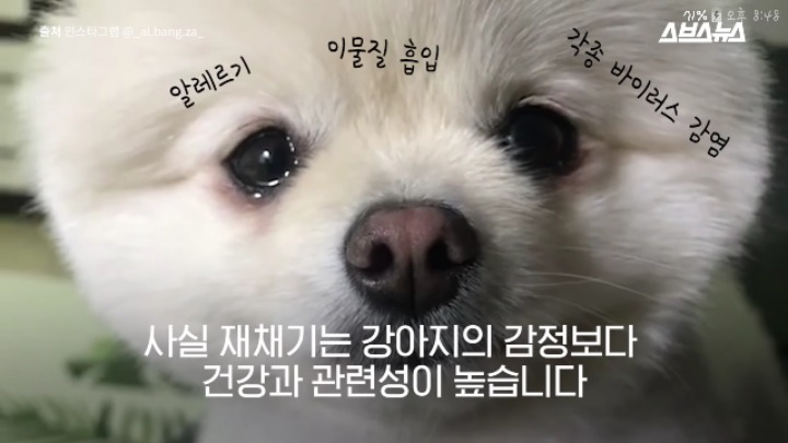 강아지가 신이 나면 재채기 하는 이유 | 인스티즈